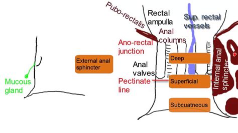 Anal Canal Simplified Anatomy Youtube