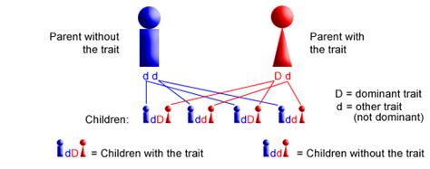 How Do Autosomal Traits Differ From Sex Linked Traits Socratic