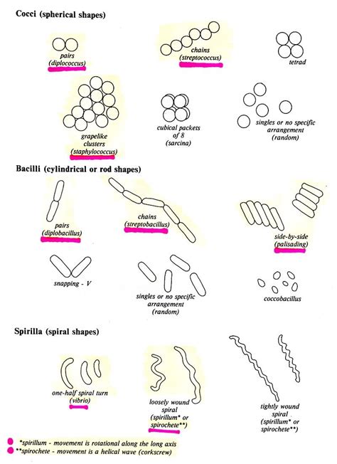 Check spelling or type a new query. bacterial cell shapes | Spiral shape, English adjectives ...