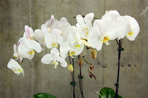 How To Care For A Phalaenopsis Orchid Flowers For Everyone