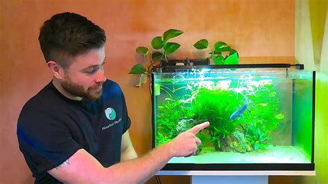 Ultimate Axolotl Care Guide My Planted Axolotl Tank Youtube