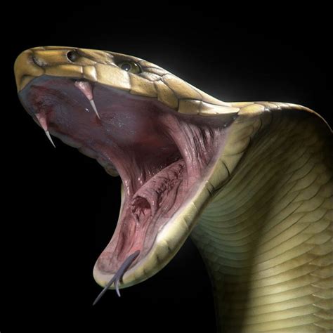 Pin De Willian Fonseca Em Cobra Serpentes Venenosas Serpente Cobras