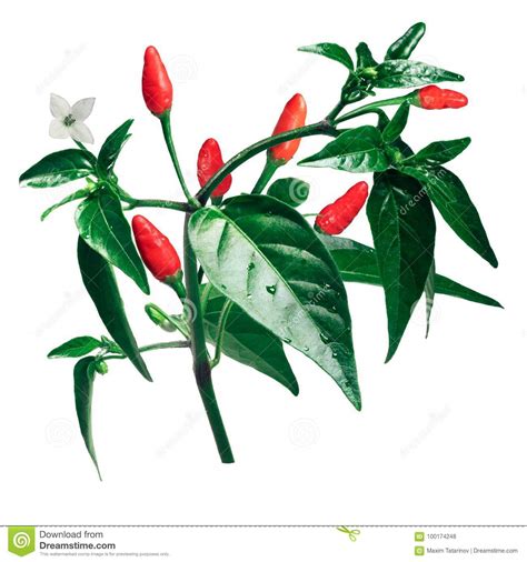 Pequin Piquin Chile Pepper Plant Paths Stock Photo Image Of Piquin