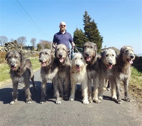 Full Grown Irish Wolfhound