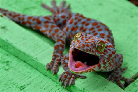 Top 10 Tokay Gecko Facts A Feisty Blue Gecko Pet Frogs Gecko
