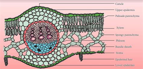 Explain The Transverse Section Of Dicot Leaf With A Neat Labelled Diagram