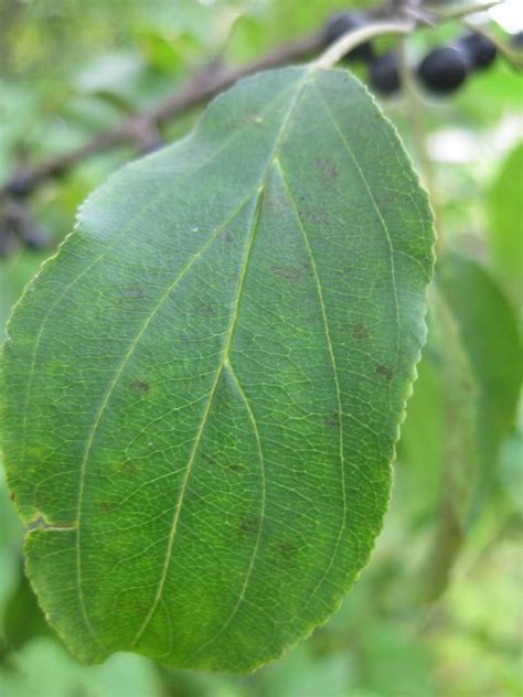 Species in the following genera are listed in. Trees: Trying to identify a common tree with small round ...