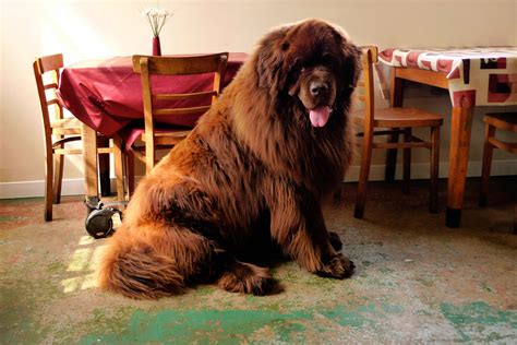 Newfoundland Dog Breed Information Pictures And More