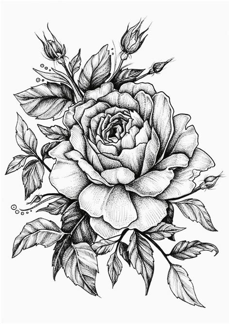 Pinterest Linell Rose Drawing Tattoo Beautiful Flower Drawings