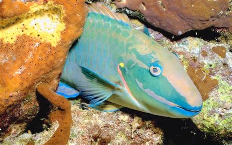 Ocean Animals That Eat Plants Usa Today