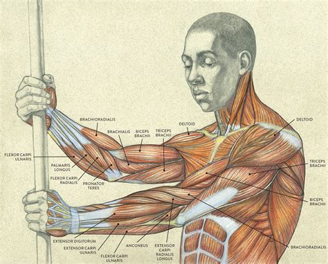 Diagram Of Muscles Of The Arm Koibana Info Muscle Diagram Arm Muscle