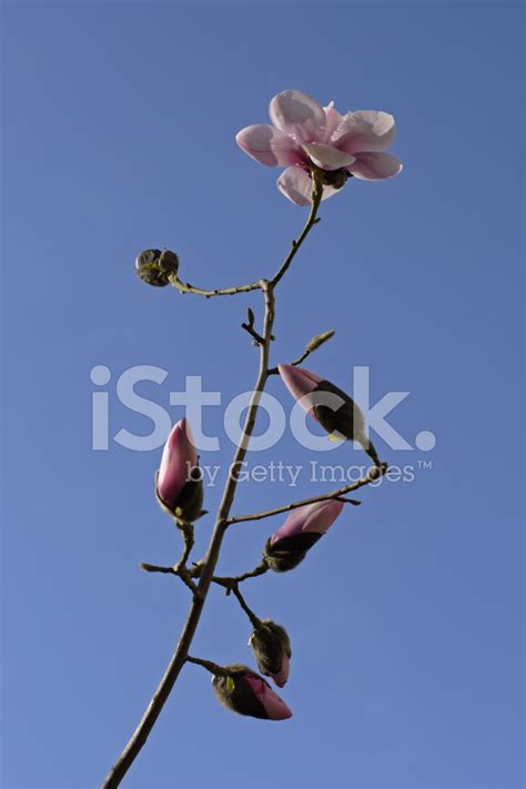 Magnolia Stock Photo Royalty Free Freeimages