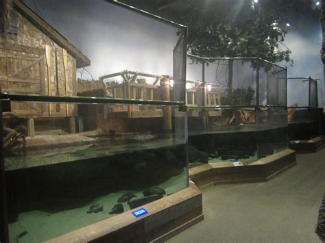 Indoor American Alligator Tank Habitats Zoo Alligator
