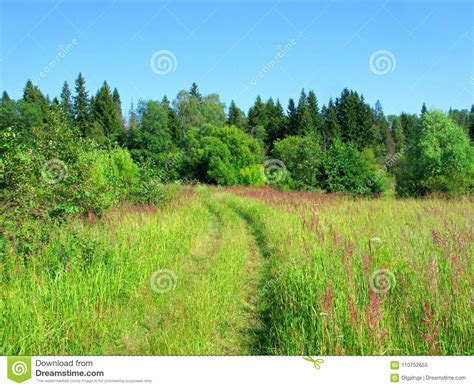 Wild Grass On Meadow Forest Rural Road Summer Stock Image Image Of
