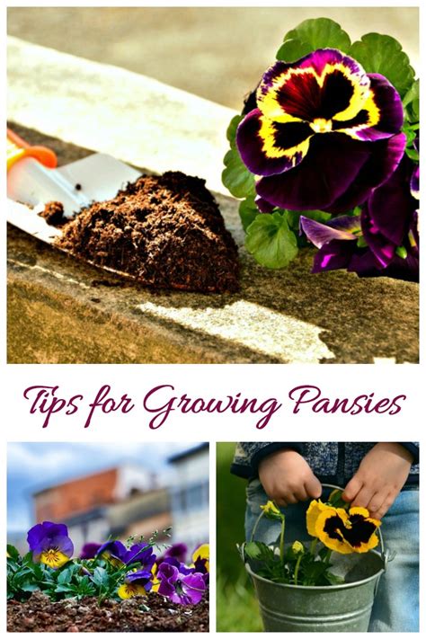 Growing Pansies How To Grow And Care For Pansy Flowers