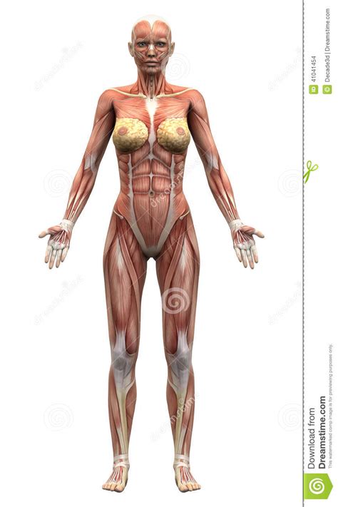 Женские мышцы анатомии Anterior взгляд Иллюстрация штока