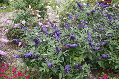 Butterfly Bush Varieties With Pictures And How To Care For It