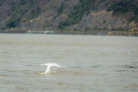 Recovery Plan For Cook Inlet Belugas Focuses On Biggest Threats