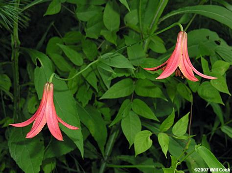 Lilium Canadense Var Editorum Red Canada Lily