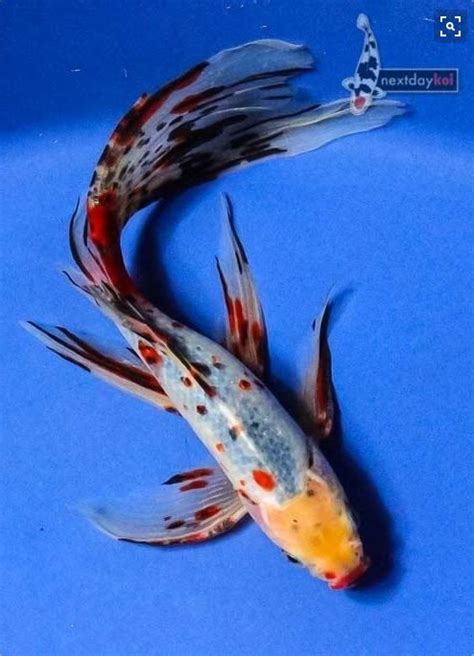 Butterfly koi is a true koi fish and wildly popular with pond enthusiasts. Shubunkin 3 | Koi fish pond, Shubunkin goldfish, Koi fish
