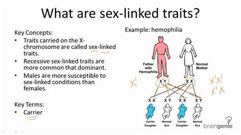 How Are Sex Linked Traits Inherited Slide Share