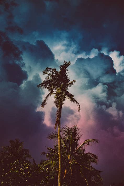 Download Summer Storm And Coconut Tree Wallpaper