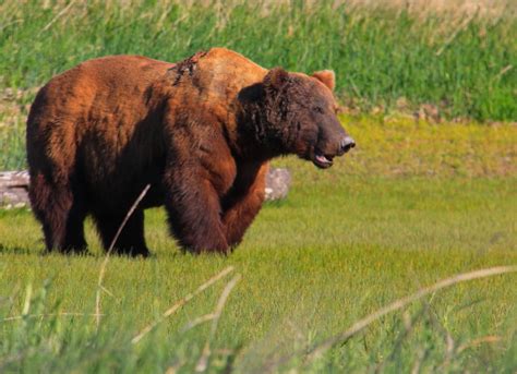 Biggest Grizzly Bear In The World Alive Image Of Bear