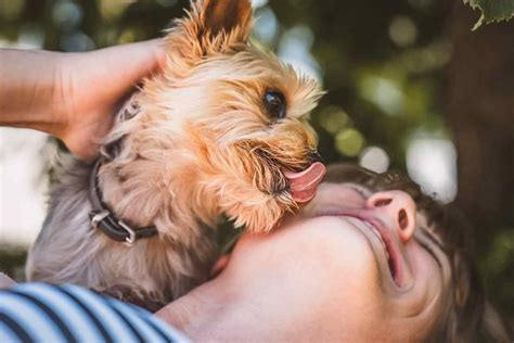 9 Reasons Why Does My Dog Hump After Eating Explained