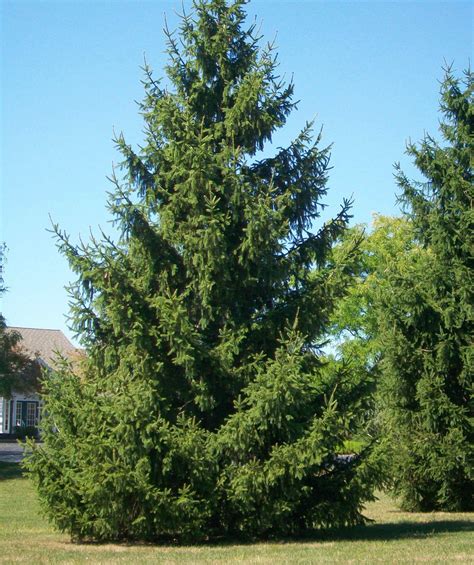 Norway Spruce