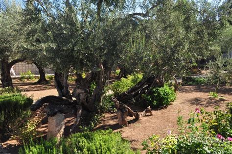 The Garden Of Gethsemane An Oasis Of Peace Hikertips