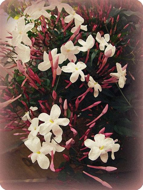 Pink Jasmine Jasmine Plant Jasmine Flower Pink Jasmine