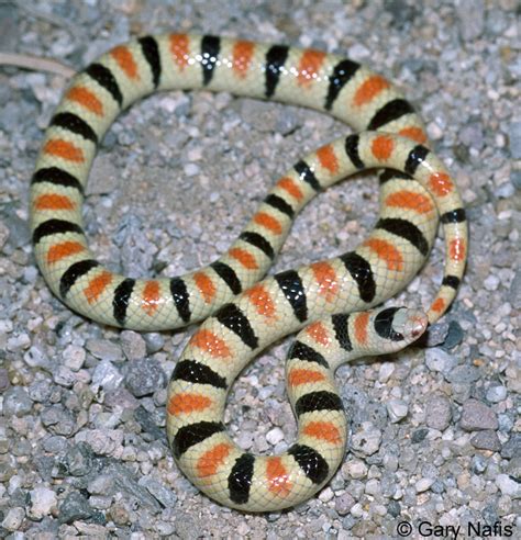 Colorado Desert Shovel Nosed Snake Chionactis Occipitalis Annulata