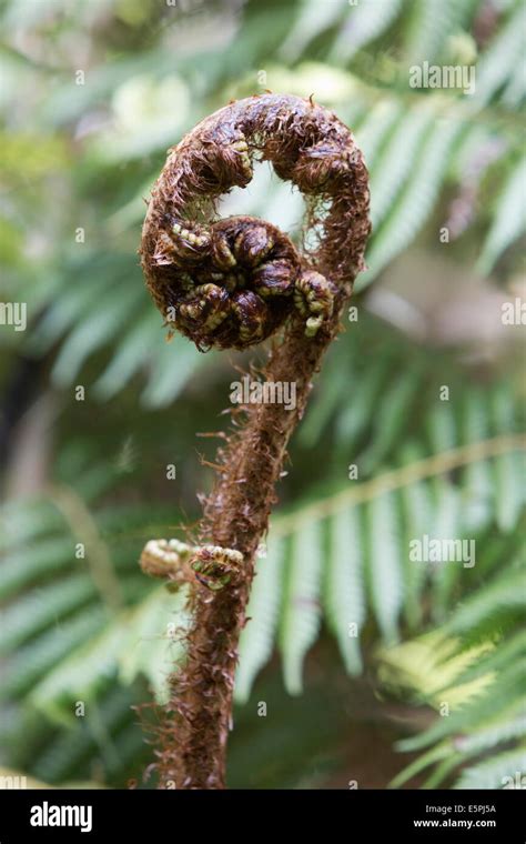 Unfurling Silver Fern Hi Res Stock Photography And Images Alamy