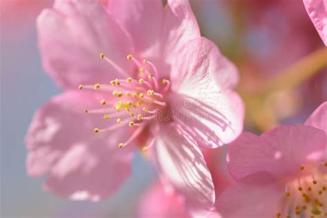 Macro Details Of Pink Cherry Blossoms In Japan Stock Image Image Of