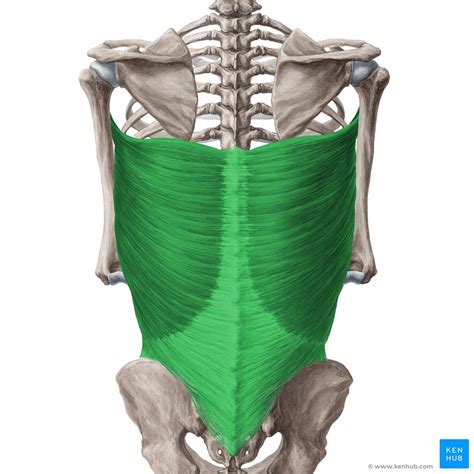 Image Result For Latissimus Dorsi Latissimus Dorsi Muscle Anatomy