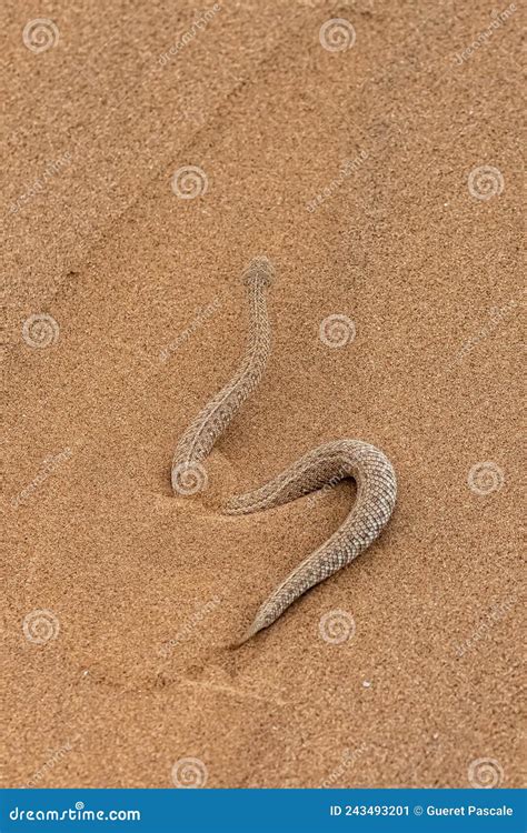 Saharan Horned Viper Snake In The Sand Stock Image Image Of