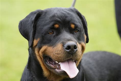A rottweiler attacks a dog in brazil. Rottweiler That Attacked Rotherham Toddler To Be Destroyed ...