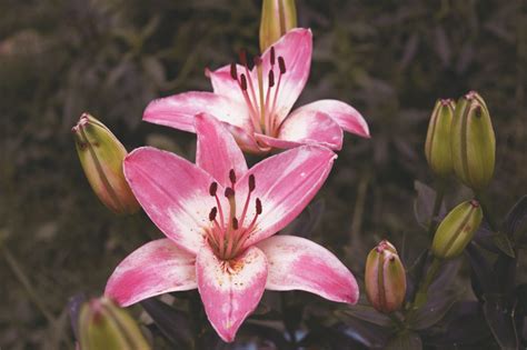 What Are Lilies Lily Flower Meaning And Symbolism