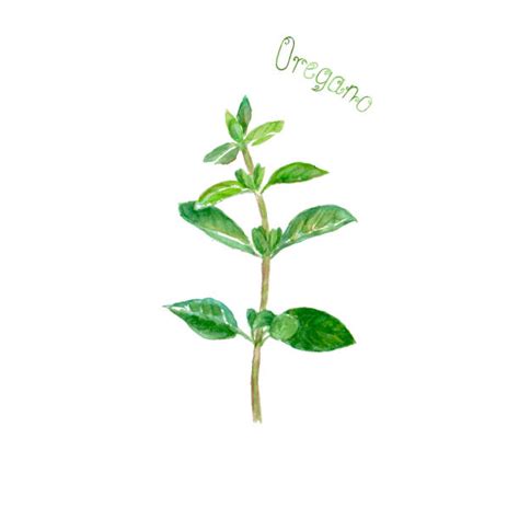 Royalty Free Picture Of Oregano Plant Clip Art Vector Images