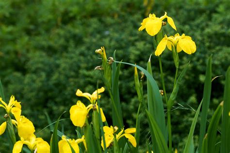 5 Petal Yellow Flower Perennial Home Alqu