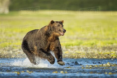 Coastal Brown Bear Ursus Arctos Running In Salmon Spawning Stream