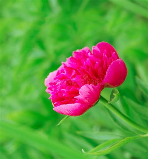 Pink Peony Flower Stock Image Image Of Nature Celebratory 35427115