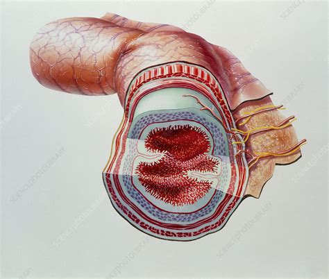 Cutaway Artwork Of Layers Of The Small Intestine Stock Image P5200095 Science Photo Library