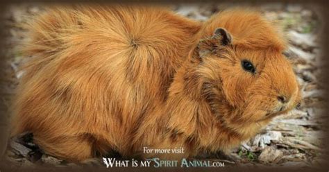 Guinea Pig Symbolism And Meaning Spirit Totem And Power Animal
