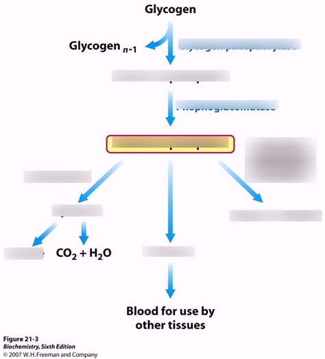 Glycogen Metabolism Diagram Quizlet
