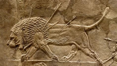 Detail Of A Wounded Lion From The Lion Hunt Of Ashurbanipal Relief