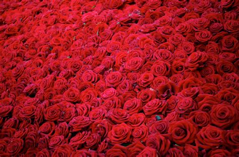 Wallpaper Roses Flowers Buds Red Many 3000x1980 Wallhaven