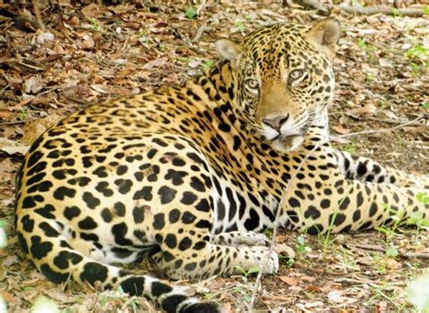 Jaguar Panthera Onca Pictorial Page 2 Carnivora