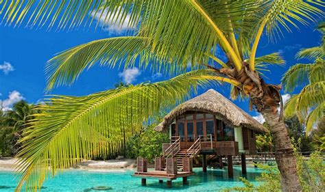 Palm Trees Resort Beach Tropical Water Bungalow Sea Summer Nature Landscape Wallpapers