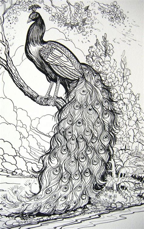 Beautiful Peacock Sketch At PaintingValley Explore Collection Of